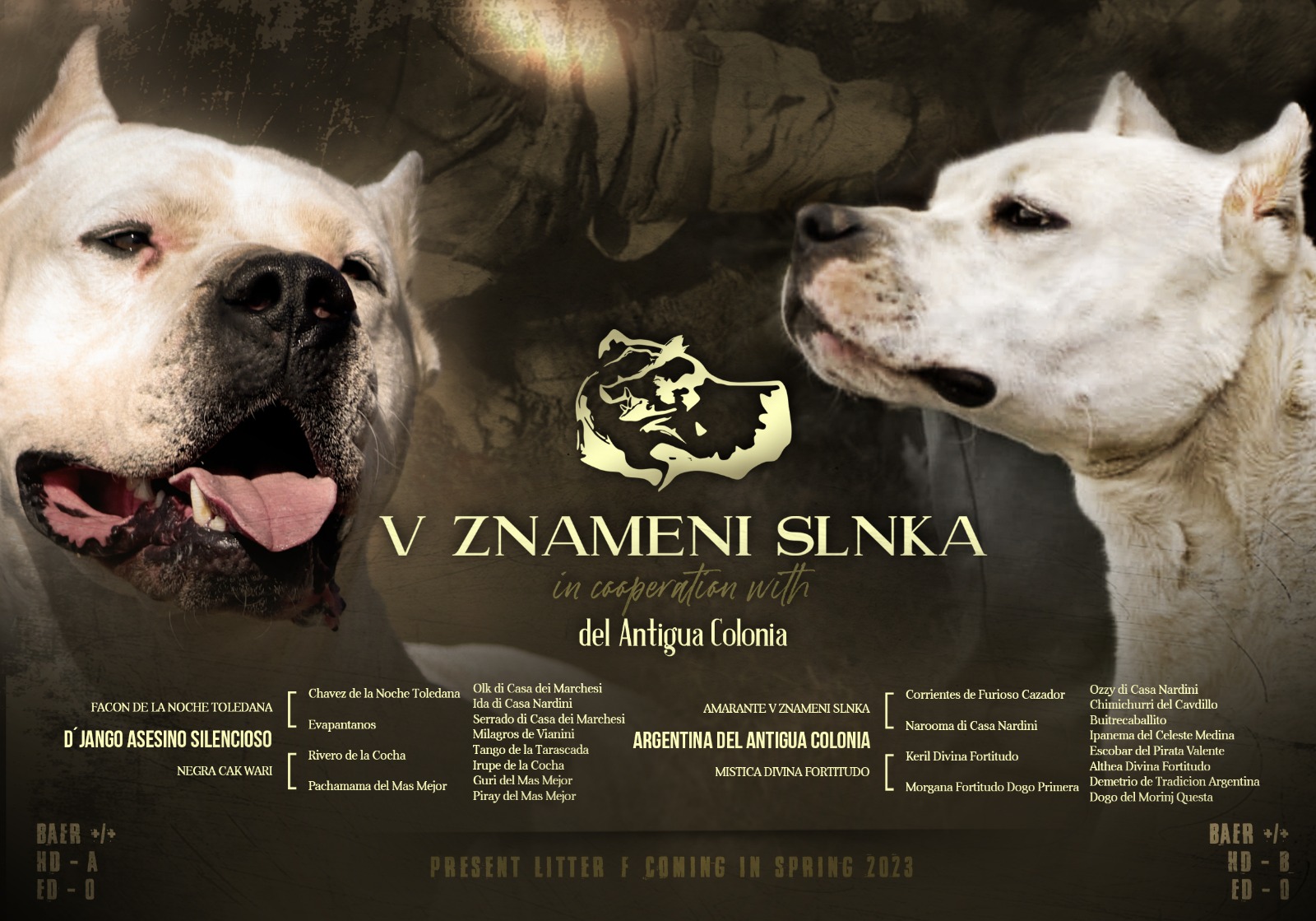 Vrh F – D´jango x Argentina