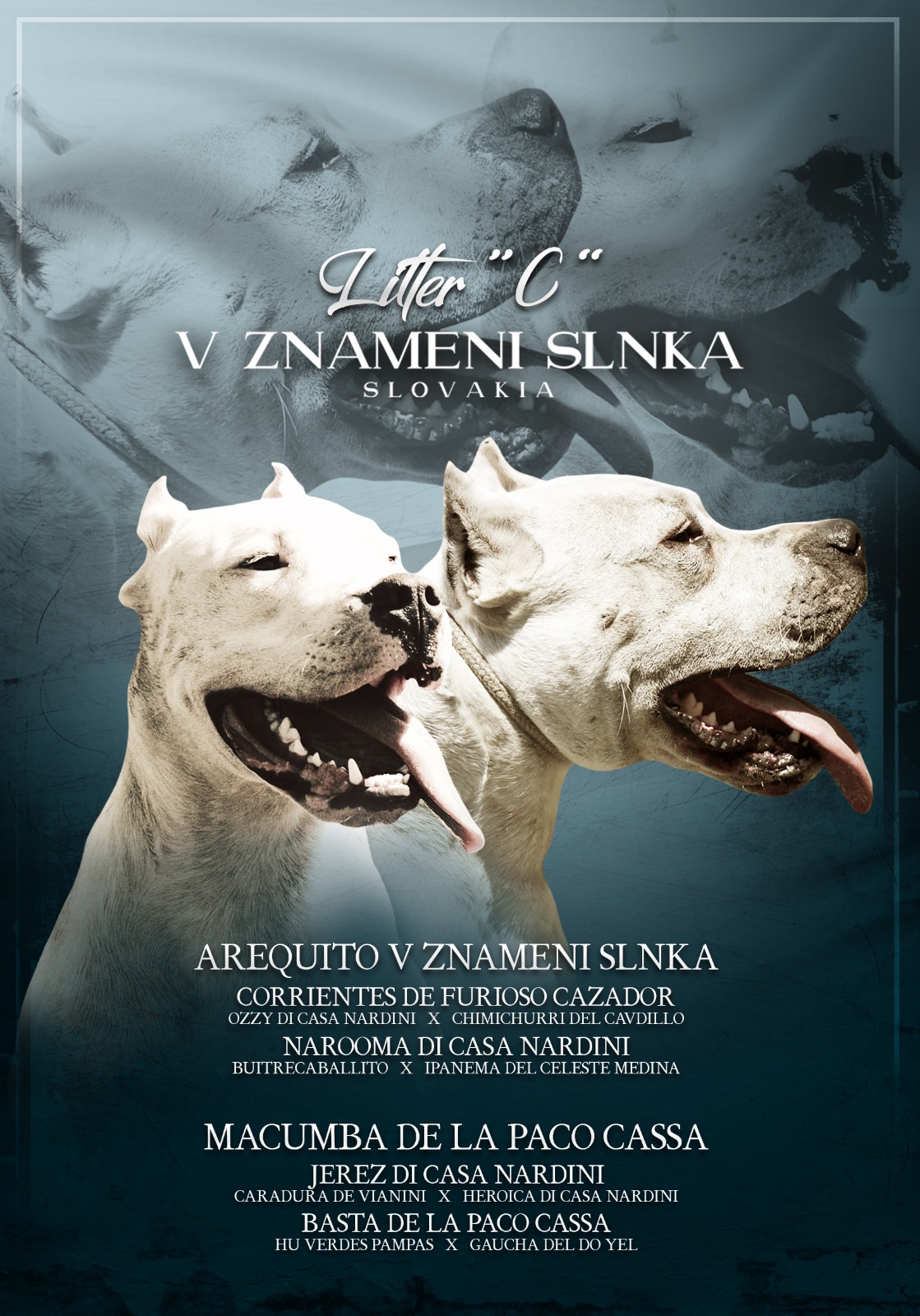 Vrh C – Arequito x Macumba